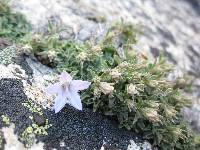 Campanula shetleri image