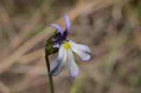 Lobelia nana image