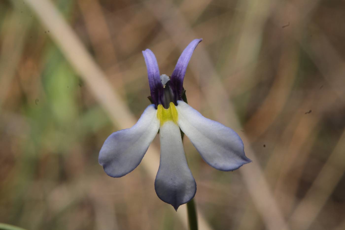 Lobelia nana image