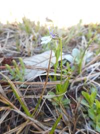 Lobelia nana image