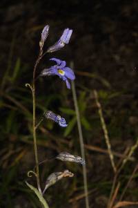 Lobelia divaricata image