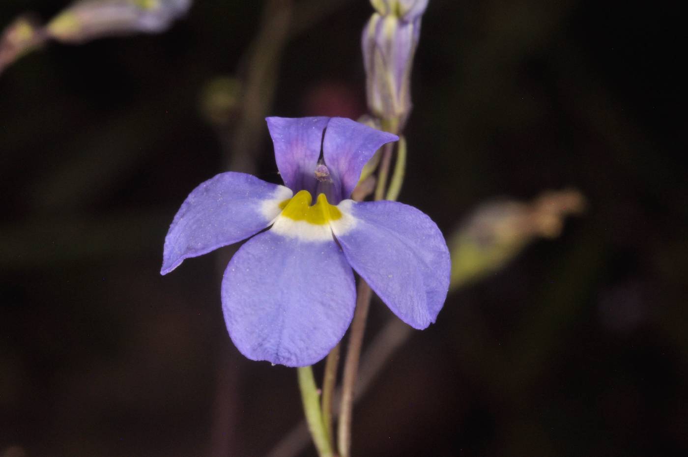 Lobelia divaricata image