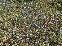 Lobelia divaricata image