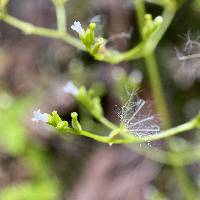 Valeriana sorbifolia image