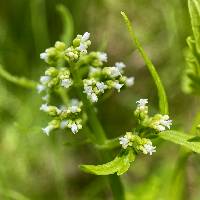 Valeriana sorbifolia image