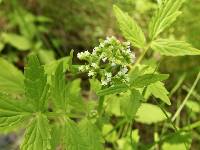 Valeriana sorbifolia image