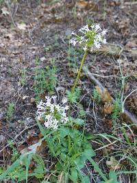 Valeriana arizonica image