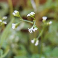 Valeriana sorbifolia image