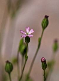 Silene antirrhina image