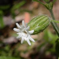 Silene thurberi image