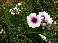 Ipomoea longifolia image