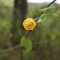 Image of Ipomoea minutiflora