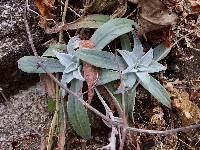 Dudleya nubigena image