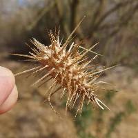 Echinopepon wrightii image