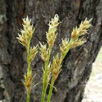 Carex bolanderi image