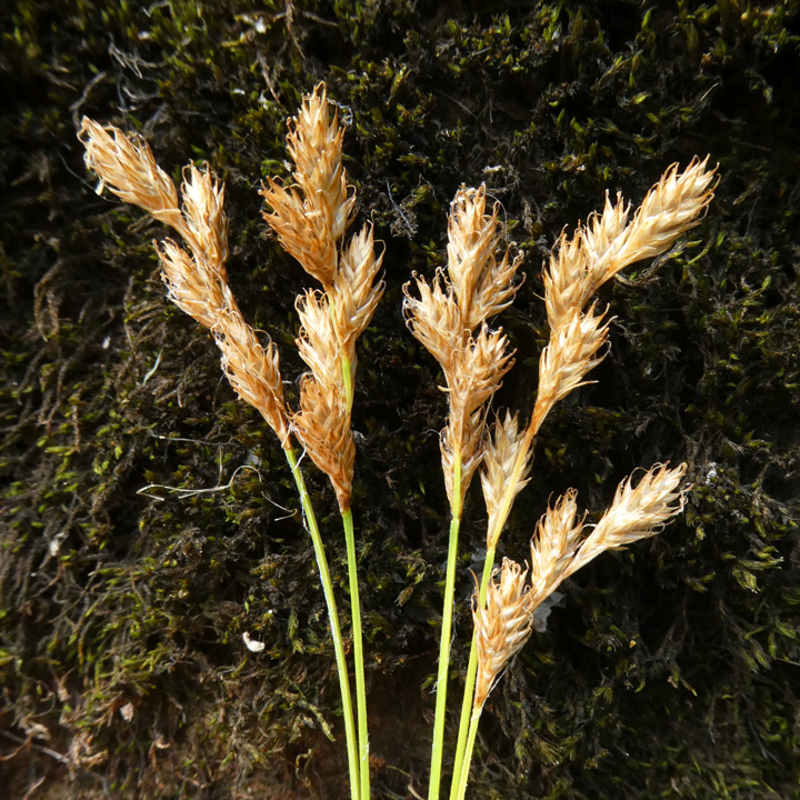 Carex tenera var. tenera image