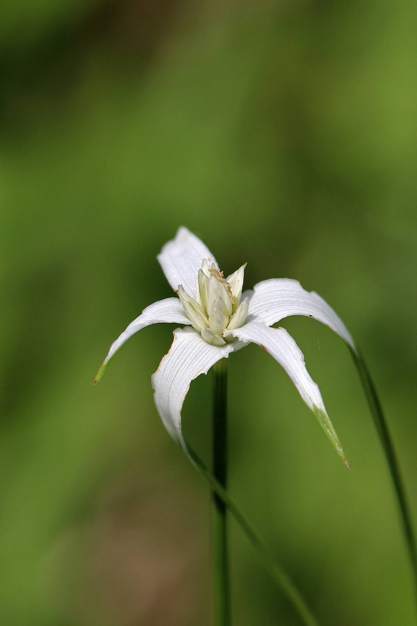 Rhynchospora colorata image