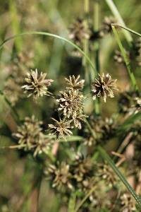 Cyperus elegans image