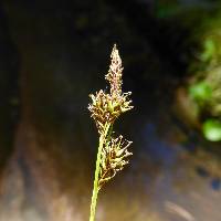 Image of Carex luzulina