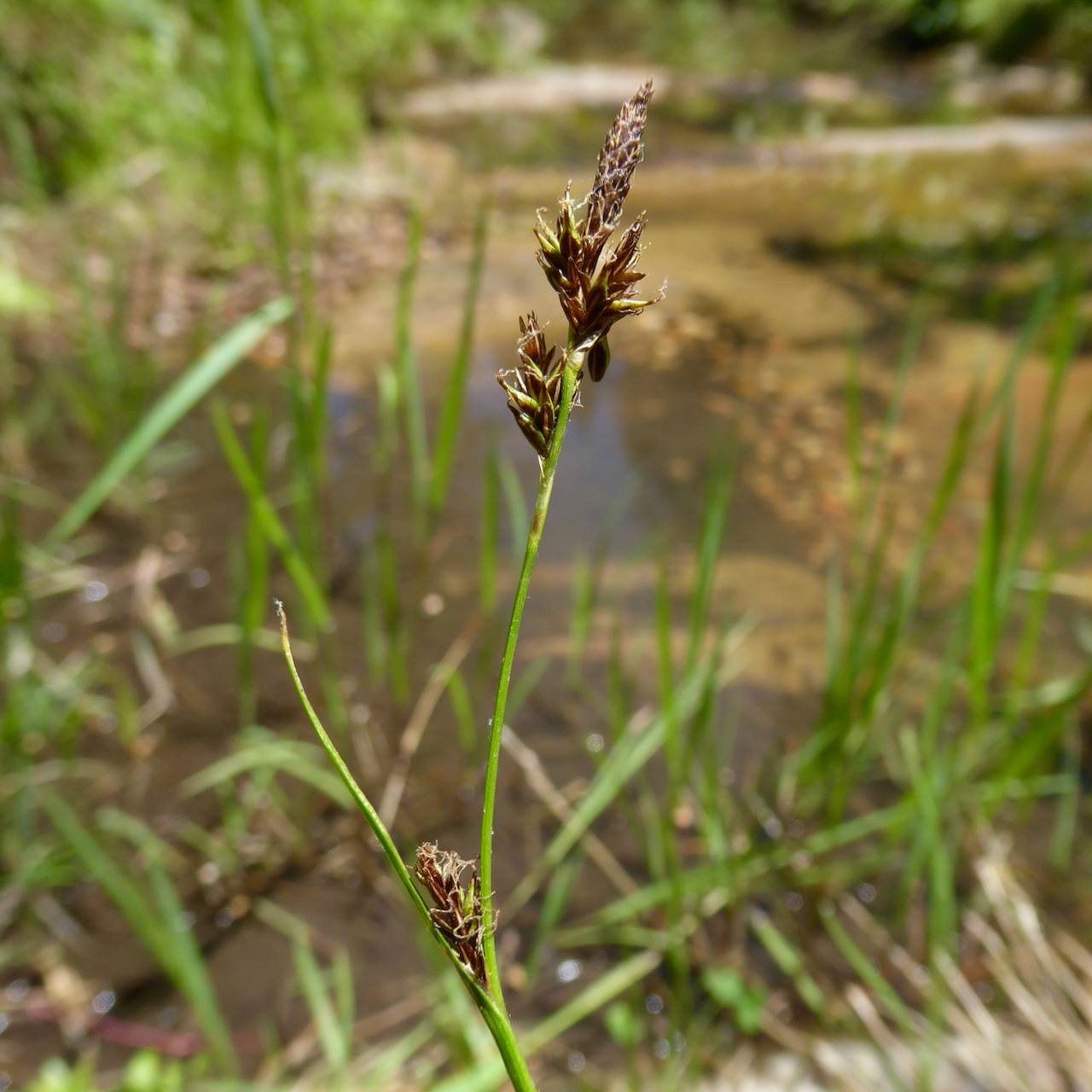 Carex luzulina var. ablata image