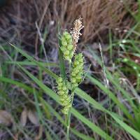 Image of Carex arizonica