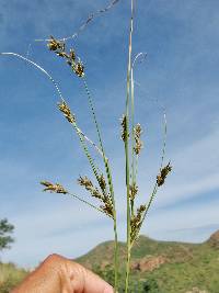 Cyperus sphaerolepis image