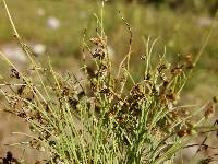 Cyperus hemidrummondii image