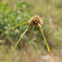 Cyperus seslerioides image