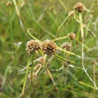 Image of Cyperus seslerioides