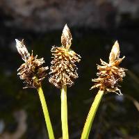 Image of Carex nigricans