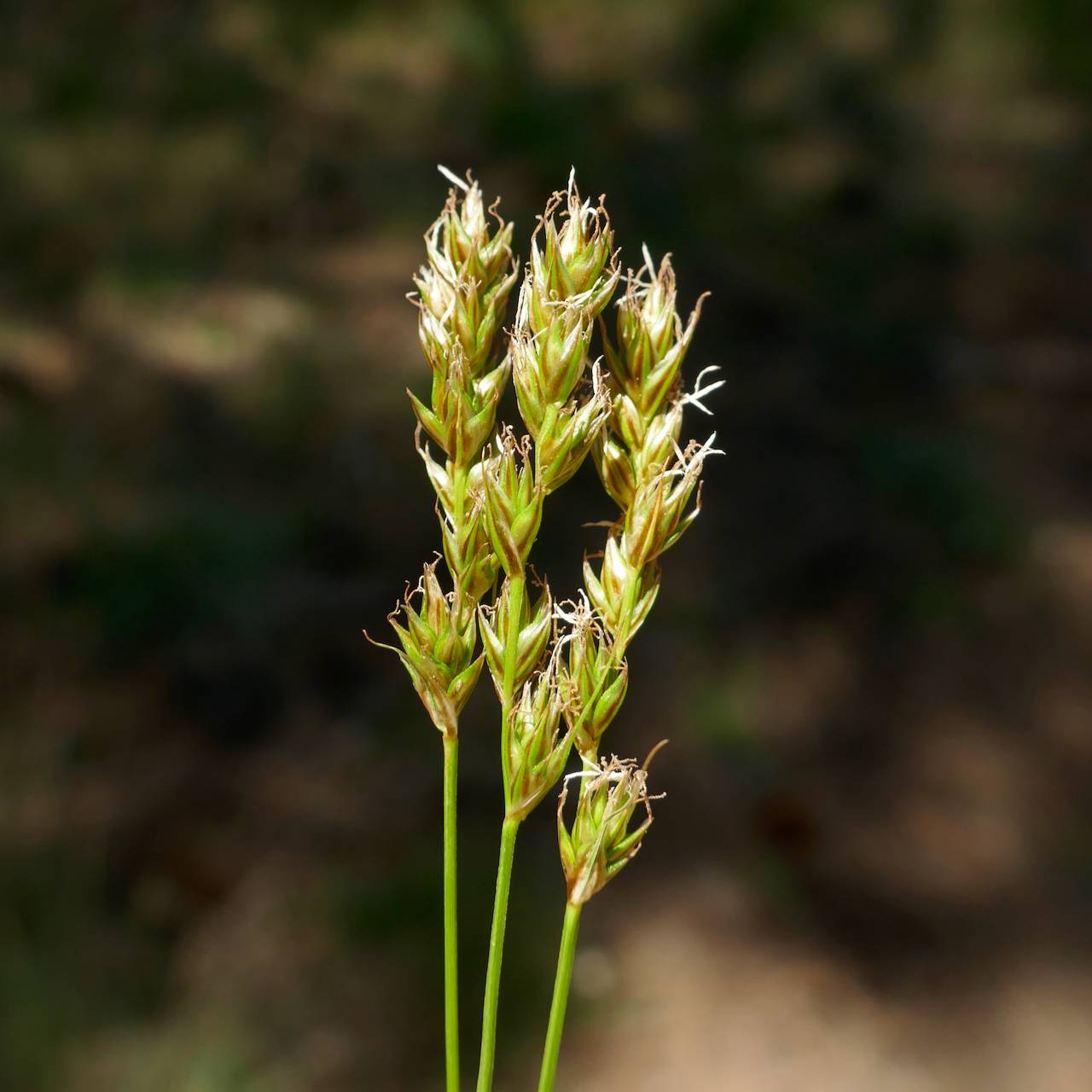 Carex occidentalis image