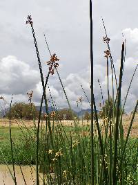 Schoenoplectus californicus image