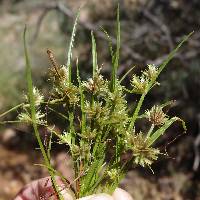 Cyperus squarrosus image