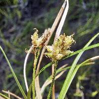 Image of Carex concinna
