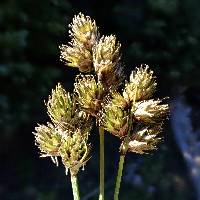 Image of Carex egglestonii