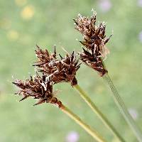 Image of Carex illota