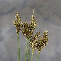 Image of Carex leporinella