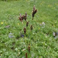 Carex luzulina image