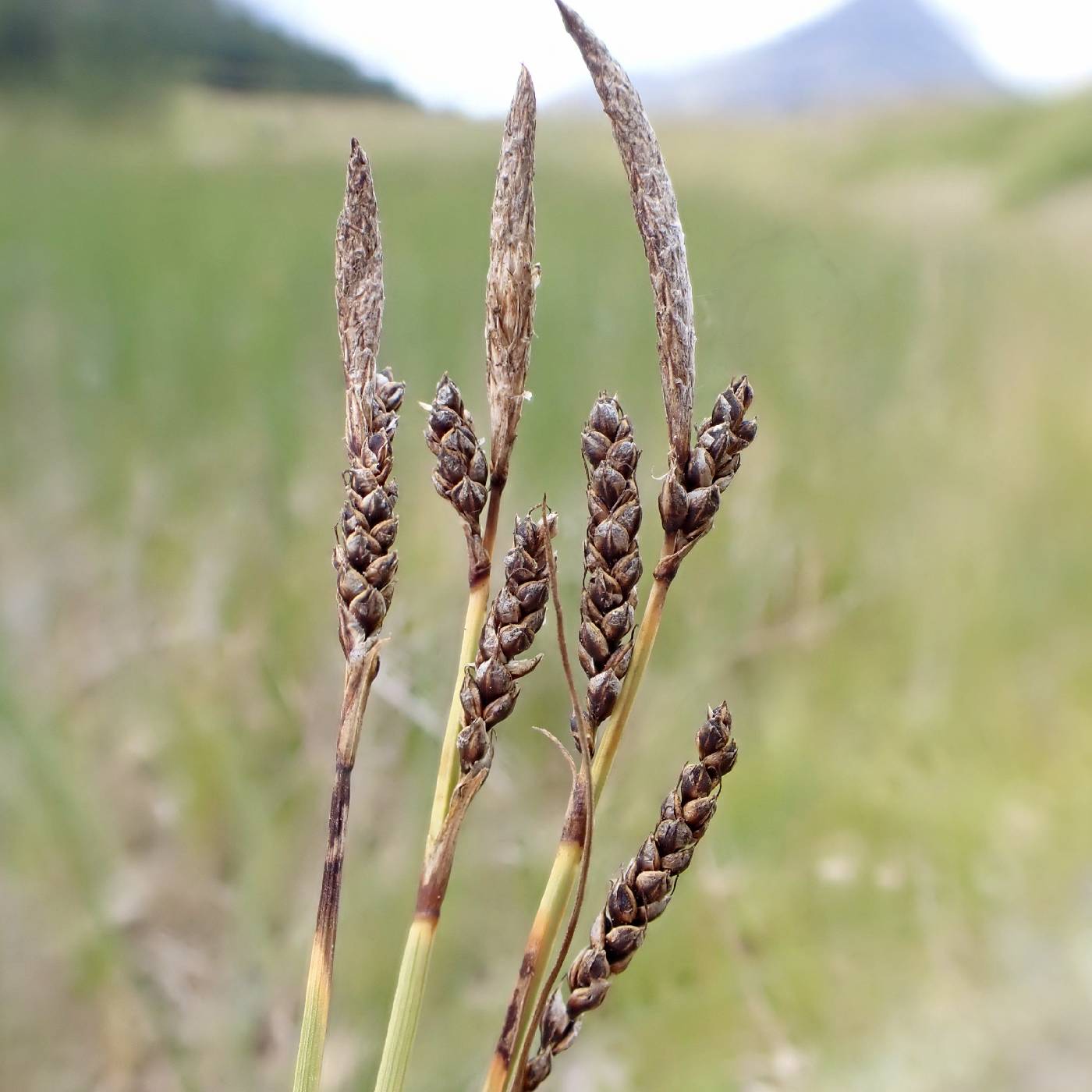 Carex parryana image