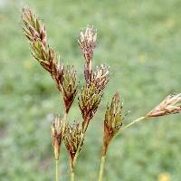 Image of Carex praticola