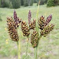 Image of Carex raynoldsii