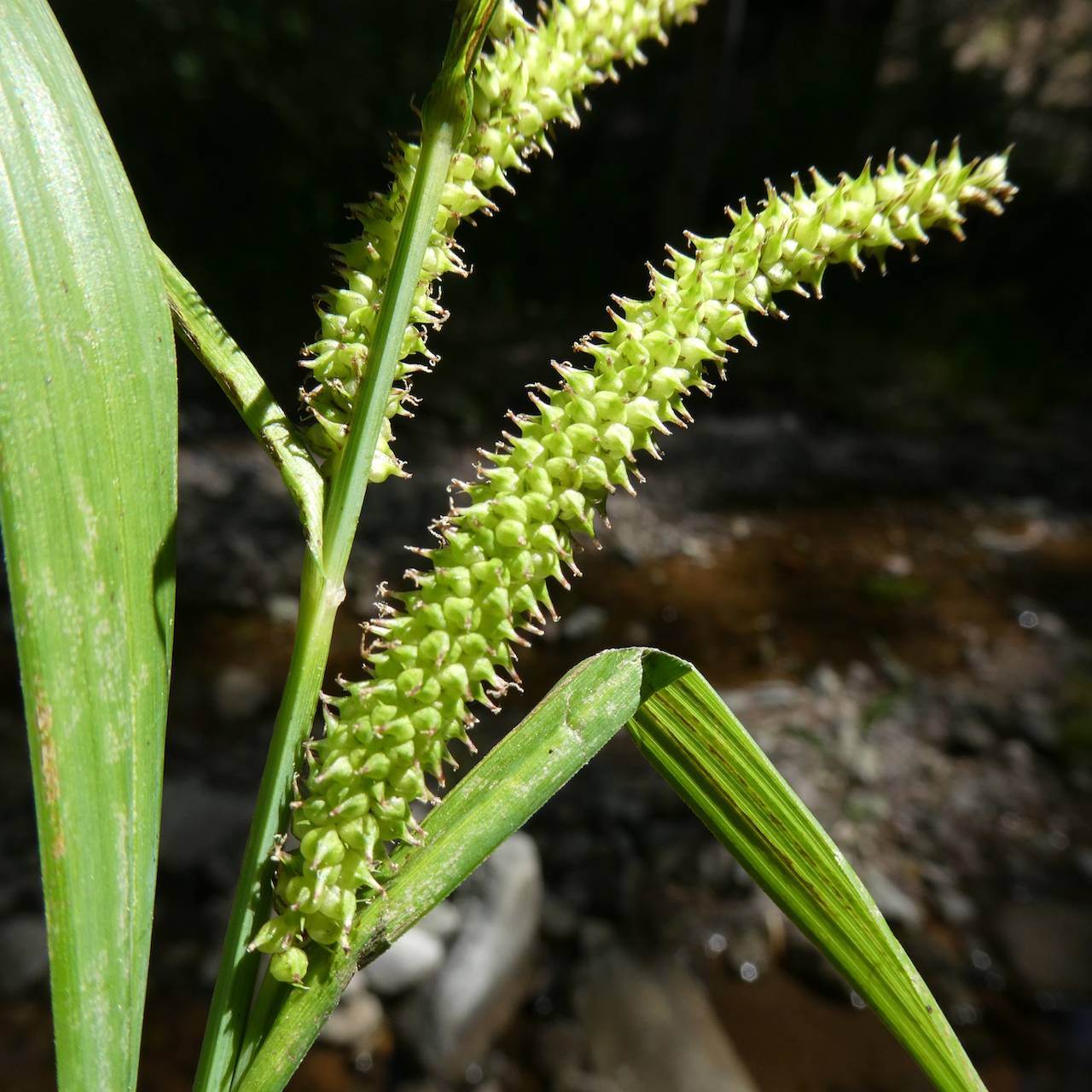 Carex amplifolia image