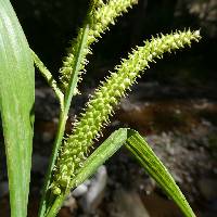 Image of Carex amplifolia