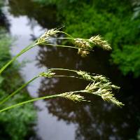 Image of Carex leptopoda