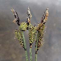 Image of Carex scopulorum