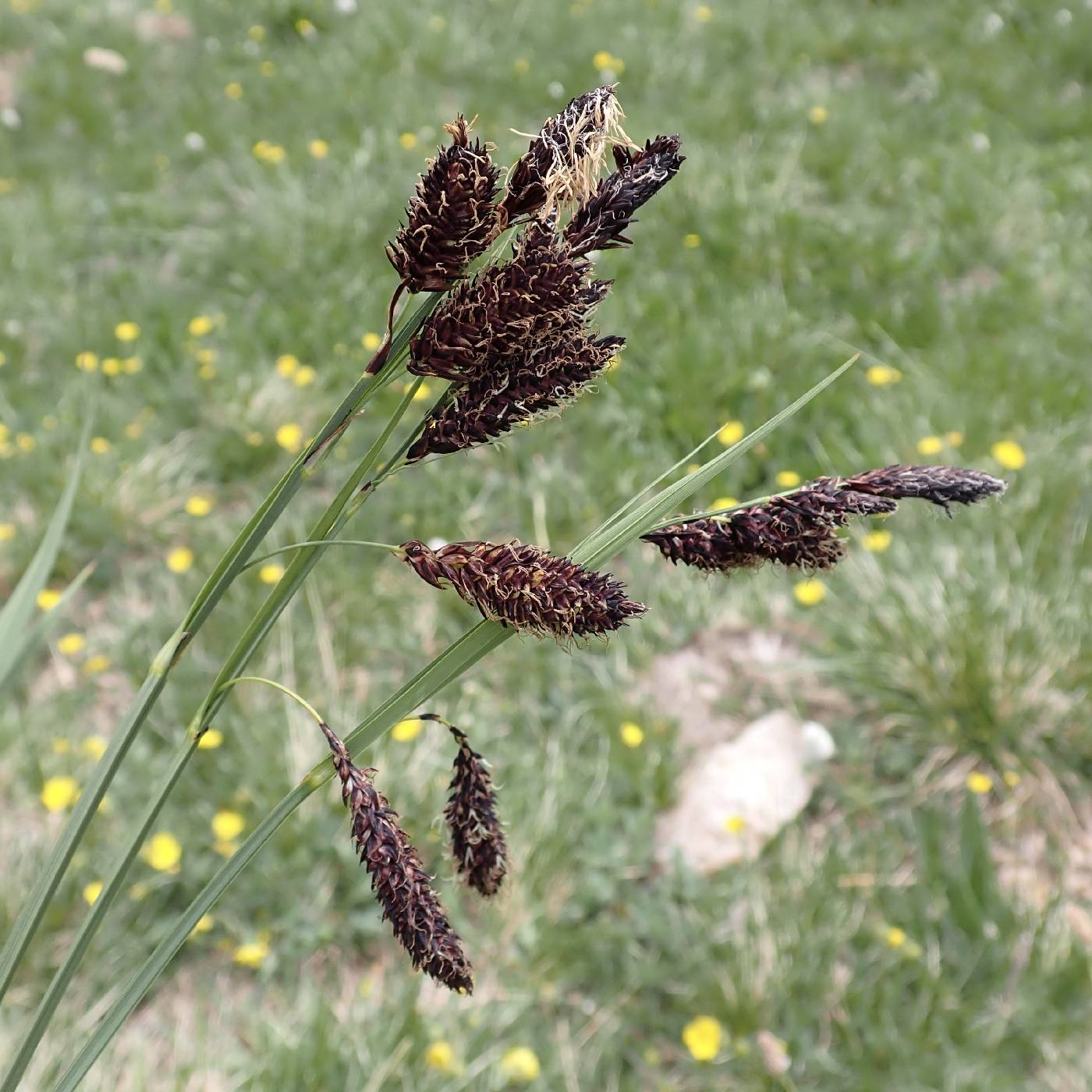 Carex spectabilis image