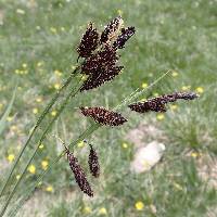 Image of Carex spectabilis
