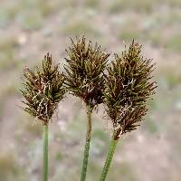 Image of Carex stenoptila