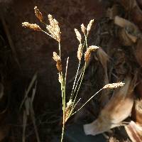 Image of Fimbristylis thermalis