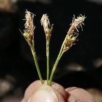 Image of Carex geophila